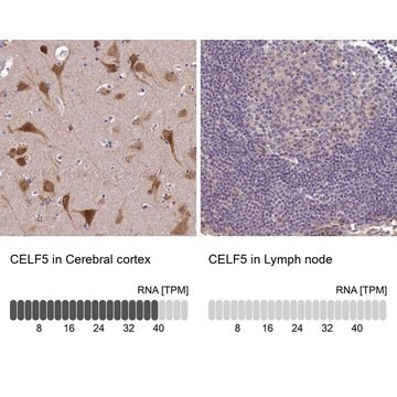 Anti-CELF5 antibody produced in rabbit Prestige Antibodies&#174; Powered by Atlas Antibodies, affinity isolated antibody, buffered aqueous glycerol solution