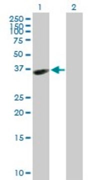 Anti-HAPLN3 antibody produced in mouse purified immunoglobulin, buffered aqueous solution