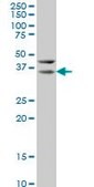 Monoclonal Anti-HEYL antibody produced in mouse clone 1F6, purified immunoglobulin, buffered aqueous solution