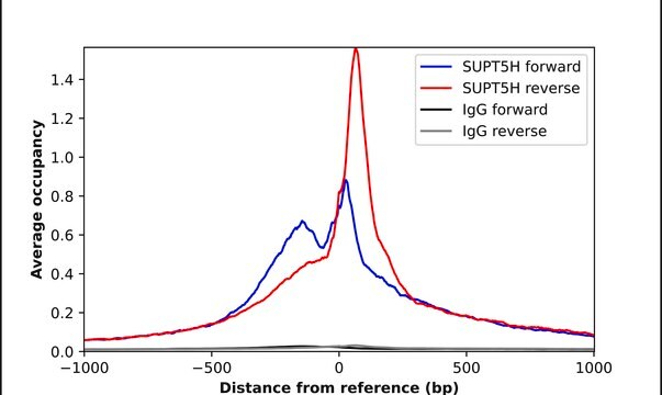 Anti-SUPT5H antibody produced in rabbit Prestige Antibodies&#174; Powered by Atlas Antibodies, affinity isolated antibody, buffered aqueous glycerol solution