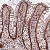 Anti-POLD1 antibody produced in rabbit Prestige Antibodies&#174; Powered by Atlas Antibodies, affinity isolated antibody, buffered aqueous glycerol solution