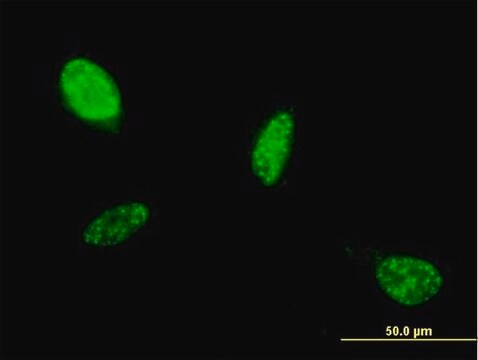 Monoclonal Anti-ATOH1 antibody produced in mouse clone 1B12, purified immunoglobulin, buffered aqueous solution