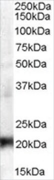 Anti-CBX3/HP1&#947; antibody produced in goat affinity isolated antibody, buffered aqueous solution