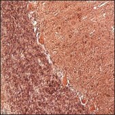 Anti-BDNF antibody, Mouse Monoclonal clone BDNF129-13, purified from hybridoma cell culture