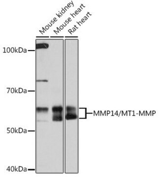 Anti-MMP14/MT1-MMP antibody produced in rabbit