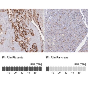 Anti-F11R antibody produced in rabbit Prestige Antibodies&#174; Powered by Atlas Antibodies, affinity isolated antibody, buffered aqueous glycerol solution