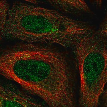 Anti-FAM114A1 antibody produced in rabbit Prestige Antibodies&#174; Powered by Atlas Antibodies, affinity isolated antibody