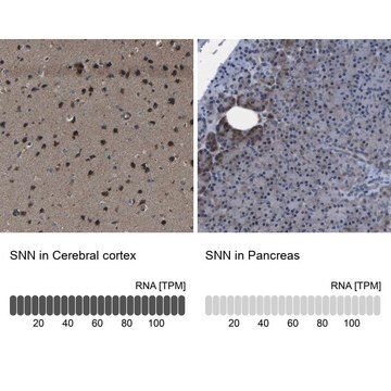 Anti-SNN antibody produced in rabbit Prestige Antibodies&#174; Powered by Atlas Antibodies, affinity isolated antibody, buffered aqueous glycerol solution