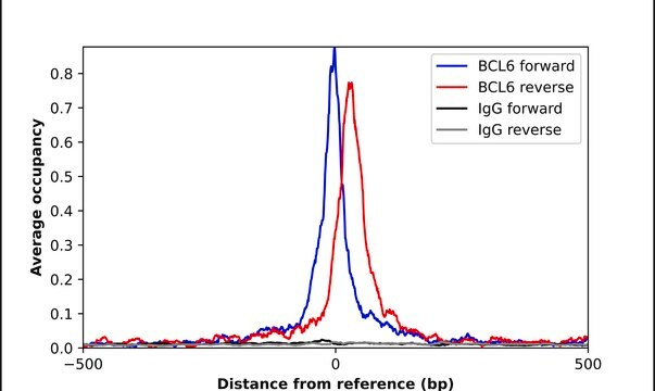 Anti-BCL6 antibody produced in rabbit Prestige Antibodies&#174; Powered by Atlas Antibodies, affinity isolated antibody