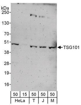 Rabbit anti-TSG101 Antibody, Affinity Purified Powered by Bethyl Laboratories, Inc.