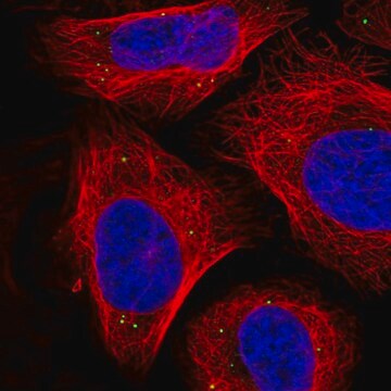 Anti-SEMA3A antibody produced in rabbit affinity isolated antibody