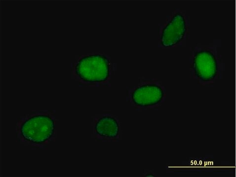 Anti-APEX2 antibody produced in mouse IgG fraction of antiserum, buffered aqueous solution