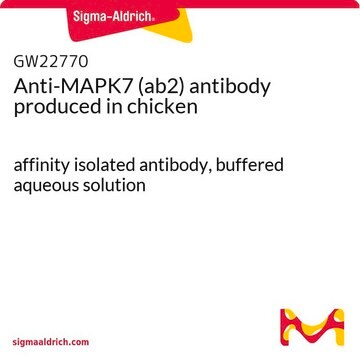 Anti-MAPK7 (ab2) antibody produced in chicken affinity isolated antibody, buffered aqueous solution