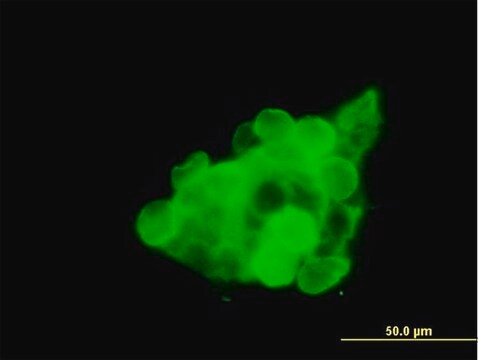 Anti-CX3CR1 antibody produced in mouse purified immunoglobulin, buffered aqueous solution