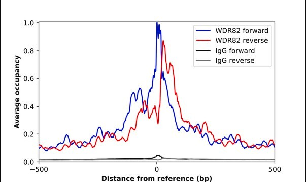 Anti-WDR82 antibody produced in rabbit Prestige Antibodies&#174; Powered by Atlas Antibodies, affinity isolated antibody