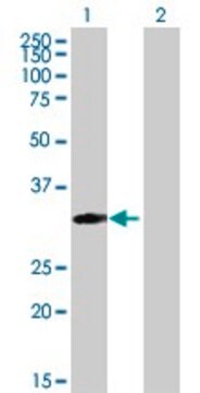 Anti-MRPS18B antibody produced in mouse purified immunoglobulin, buffered aqueous solution