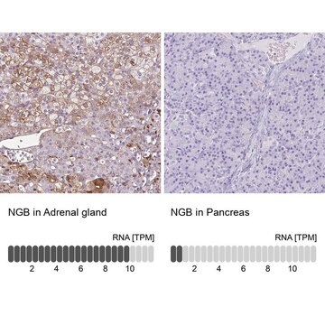 Anti-NGB antibody produced in rabbit Prestige Antibodies&#174; Powered by Atlas Antibodies, affinity isolated antibody, buffered aqueous glycerol solution