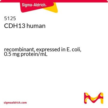 CDH13 human recombinant, expressed in E. coli, 0.5&#160;mg protein/mL