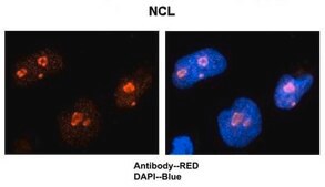Anti-NCL (AB2) antibody produced in rabbit IgG fraction of antiserum