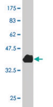 ANTI-LMTK3 antibody produced in mouse clone 6C5, purified immunoglobulin, buffered aqueous solution