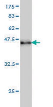 Monoclonal Anti-RAD17 antibody produced in mouse clone 2G12, purified immunoglobulin, buffered aqueous solution