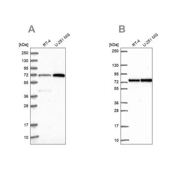 Anti-PES1 antibody produced in rabbit Prestige Antibodies&#174; Powered by Atlas Antibodies, affinity isolated antibody