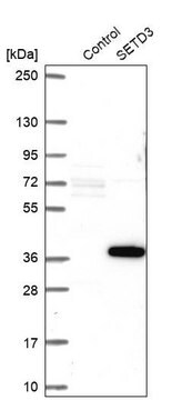 Anti-SETD3 antibody produced in rabbit Ab2, Prestige Antibodies&#174; Powered by Atlas Antibodies, affinity isolated antibody, buffered aqueous glycerol solution