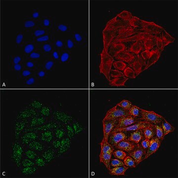 Monoclonal Anti-CD74-FITC antibody produced in mouse clone 1B8