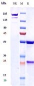 Anti-VEGFC Reference Antibody