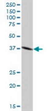 Anti-DNAJB4 antibody produced in mouse purified immunoglobulin, buffered aqueous solution