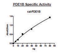 PDE1B active rat recombinant, expressed in baculovirus infected Sf9 cells, &#8805;70% (SDS-PAGE)