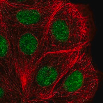 Anti-DHX38 antibody produced in rabbit Prestige Antibodies&#174; Powered by Atlas Antibodies, affinity isolated antibody