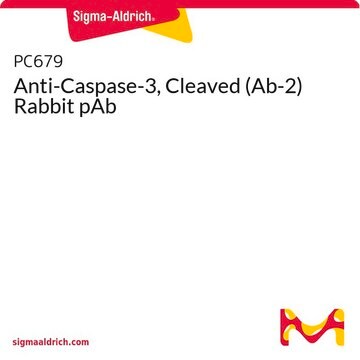 Anti-Caspase-3, Cleaved (Ab-2) Rabbit pAb