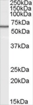Anti-B7-H4 antibody produced in goat affinity isolated antibody, buffered aqueous solution