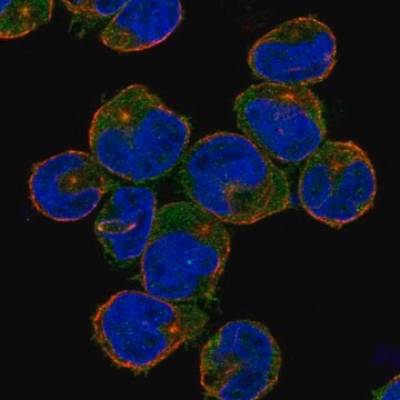 Anti-NLRC3 antibody produced in rabbit Prestige Antibodies&#174; Powered by Atlas Antibodies, affinity isolated antibody