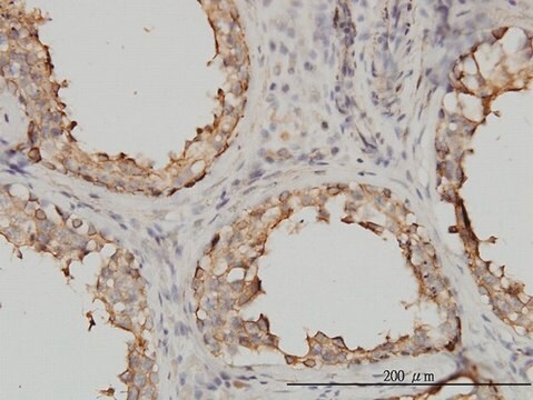 Monoclonal Anti-TUBA1 antibody produced in mouse clone 2E11, purified immunoglobulin, buffered aqueous solution