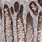 Anti-CASP4 antibody produced in rabbit Prestige Antibodies&#174; Powered by Atlas Antibodies, affinity isolated antibody, buffered aqueous glycerol solution