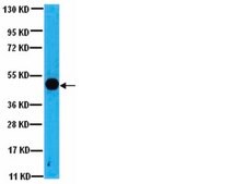 Anti-GSK-3b Antibody, a.a. 335-349 from rabbit, purified by affinity chromatography