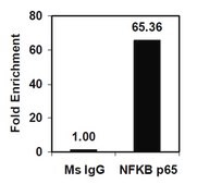 Magna ChIP&#174; A/G Chromatin Immunoprecipitation Kit Single day chromatin immunoprecipitation (ChIP) kit containing all necessary reagents to perform 22 individual chromatin immunoprecipitation (ChIP) reactions using magnetic A/G beads.