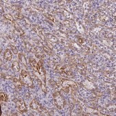 Anti-PDE2A antibody produced in rabbit Prestige Antibodies&#174; Powered by Atlas Antibodies, affinity isolated antibody, buffered aqueous glycerol solution