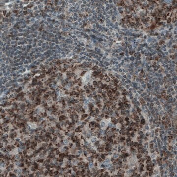 Monoclonal Anti-MCL1 antibody produced in mouse Prestige Antibodies&#174; Powered by Atlas Antibodies, clone CL1128, purified immunoglobulin, buffered aqueous glycerol solution