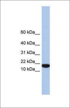 Anti-IL5 antibody produced in rabbit affinity isolated antibody