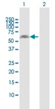 Anti-NOXA1 antibody produced in rabbit purified immunoglobulin, buffered aqueous solution