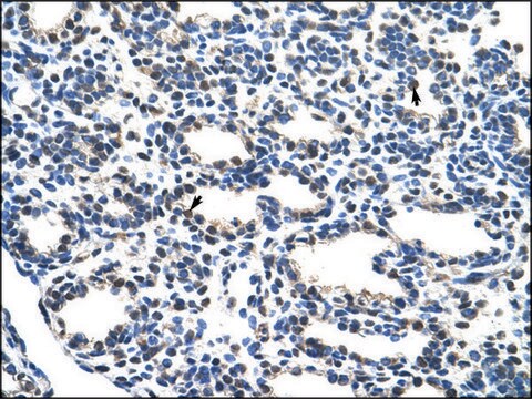 Anti-NRF1 antibody produced in rabbit IgG fraction of antiserum