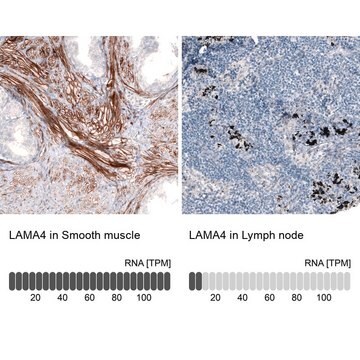 Monoclonal Anti-LAMA4 antibody produced in mouse Prestige Antibodies&#174; Powered by Atlas Antibodies, clone CL3185, purified immunoglobulin, buffered aqueous glycerol solution