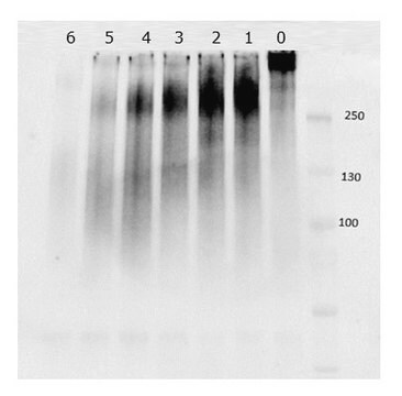 Mucin Degradation Enzyme for preparative digestions, powder
