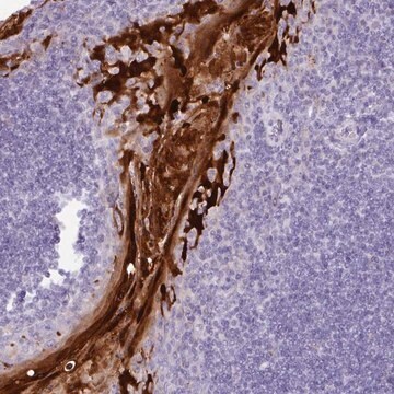 Anti-NCCRP1 antibody produced in rabbit Prestige Antibodies&#174; Powered by Atlas Antibodies, affinity isolated antibody, buffered aqueous glycerol solution