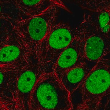 Anti-SMARCC2 antibody produced in rabbit Prestige Antibodies&#174; Powered by Atlas Antibodies, affinity isolated antibody