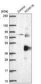 Anti-KCNK18 antibody produced in rabbit Prestige Antibodies&#174; Powered by Atlas Antibodies, affinity isolated antibody, buffered aqueous glycerol solution