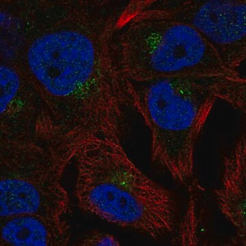 Anti-CCPG1 antibody produced in rabbit Prestige Antibodies&#174; Powered by Atlas Antibodies, affinity isolated antibody